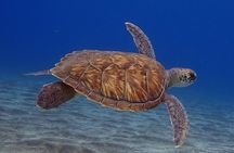 Small Group Snorkeling in Abades Bay with Licensed Guide