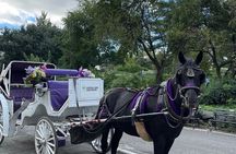Luxury Horse and Carriage Tours in Central Park