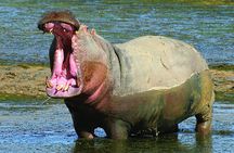 Private Tour : Africa's Big 5 Aquila Safari & Wine 