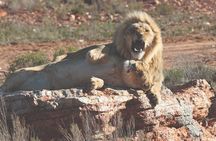 Private Tour : Africa's Big 5 Aquila Safari & Wine 