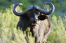 Private Tour : Africa's Big 5 Aquila Safari & Wine 