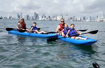 Manatee Season Guided Paddle Tour from Virginia Key