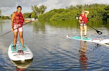 Manatee Season Guided Paddle Tour from Virginia Key