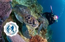 Diving for Beginners and Accredited - Búzios RJ