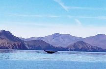 Blue Whale Watching in Loreto