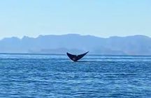 Blue Whale Watching in Loreto