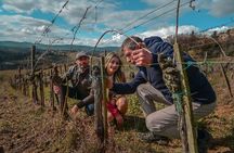 Exclusive Wine Tour and Tasting Experience in Siena