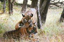 Private Day Trip To Ranthambore National Park from Jaipur