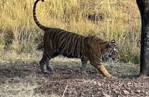 Private Day Trip To Ranthambore National Park from Jaipur