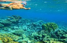 Blue Parrot Snorkel Sail with 4 course lunch or dinner in Aruba