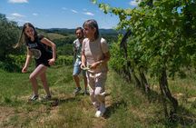 Guided Winery Tour and Wine Tasting in Siena