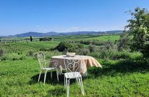 Olive experience Walk among the olive trees with tasting