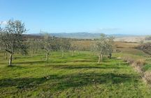 Olive experience Walk among the olive trees with tasting