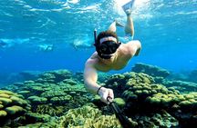 Tropical Dream Snorkel and Dinner Sail in Aruba