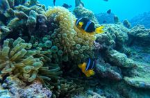 Snorkeling Trip to Daymaniyat Islands from AlMouj Marina