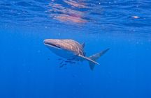 Snorkeling Trip to Daymaniyat Islands from AlMouj Marina