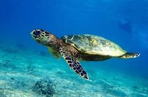 Snorkeling Trip to Daymaniyat Islands from AlMouj Marina