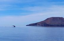 Blue Whale Watching Experience in Loreto