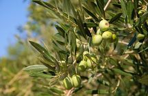Small-Group Olive Oil Tour in Cres with Tasting