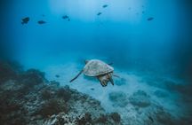 Small Group Turtle Canyon Snorkel in Waikiki