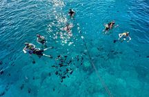 Small Group Turtle Canyon Snorkel in Waikiki