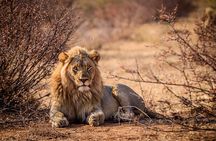 Game drive in Victoria Falls National Park
