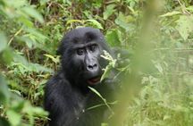 3 Days Private Gorilla Tracking in Bwindi Impenetrable Forest