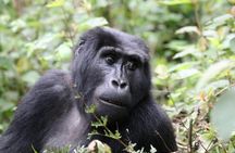 3 Days Private Gorilla Tracking in Bwindi Impenetrable Forest