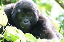 3 Days Private Gorilla Tracking in Bwindi Impenetrable Forest