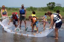 Guided Assateague Kayaking and Wildlife Discovery Tour