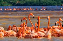 Tour to Celestún with View of Flamencos and Beach Club