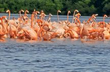 Tour to Celestún with View of Flamencos and Beach Club