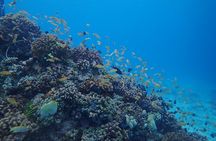 Cebu: Scuba Diving Experience beach entry in Mactan