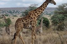 Afternoon Tour To Nairobi National Park