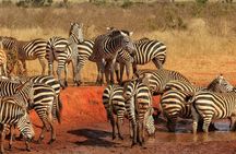 Mombasa/Diani: Overnight Safari to Tsavo East National Park 