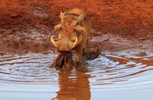 Day Tour To Tsavo East National Park