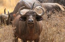 Tsavo East and Salt Lick 3 Day Jeep Safari