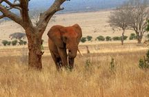 Mombasa/Diani: Overnight Safari to Tsavo East National Park 