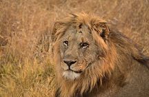2 Days Saltlick Safari Through Tsavo East National Park