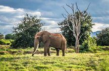 1 Day Group tour to Tsavo East National Park with Buffet Lunch