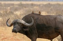 2 Day Watamu/Malindi to Tsavo East safari using a 4x4 Jeep