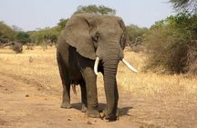 1 Day Group tour to Tsavo East National Park with Buffet Lunch