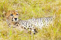 Mombasa/Diani: Overnight Safari to Tsavo East National Park 