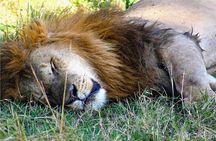 3 Days Safari to Samburu National Reserve from Nairobi