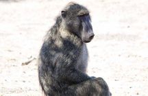 Kruger National Park - 2 Days (Open Vehicle)