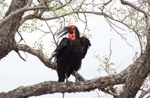 Kruger National Park - 3 Days (Open Vehicle) - Rondawels