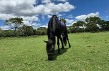 Exhilarating Horseback Safari from Johannesburg