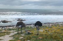 Full Day Cape Town Peninsular Private Tour