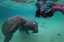 All Inclusive Private Manatee Swim