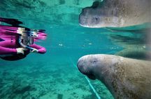 All Inclusive Private Manatee Swim